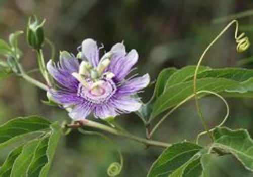 Does an Oklahoma City Florist Provide Care Instructions for Their Flowers and Plants?